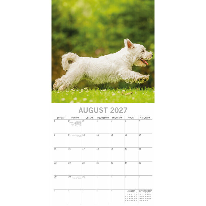 Calendrier 2027 Chien West Highland White Terrier