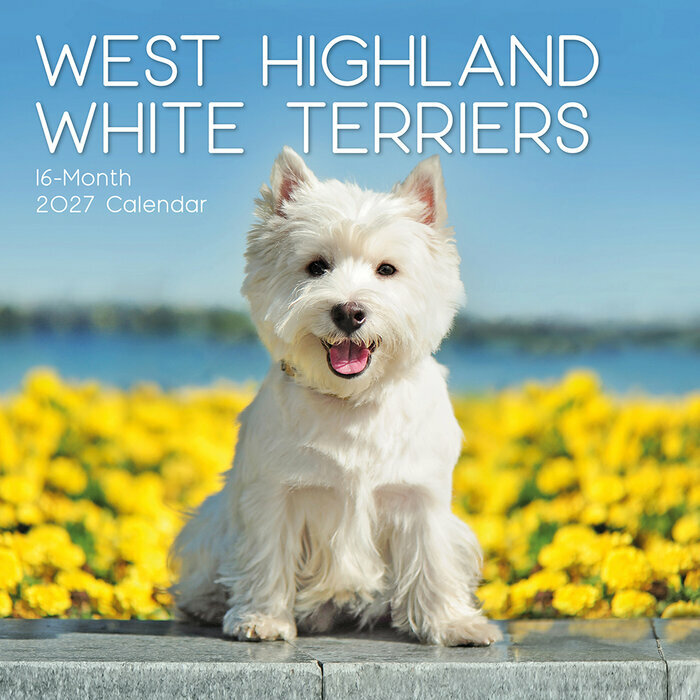 Calendrier Mural 2027 Chien West Highland White Terrier