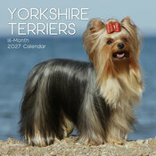Calendrier 2027 Yorkshire Terrier