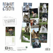 Calendrier 2027 Chat Maine Coon Calendrier 2027 Chat de race Maine Coon