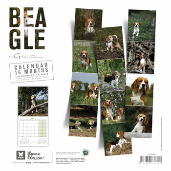 Calendrier 2027 Chien Beagle Chasse