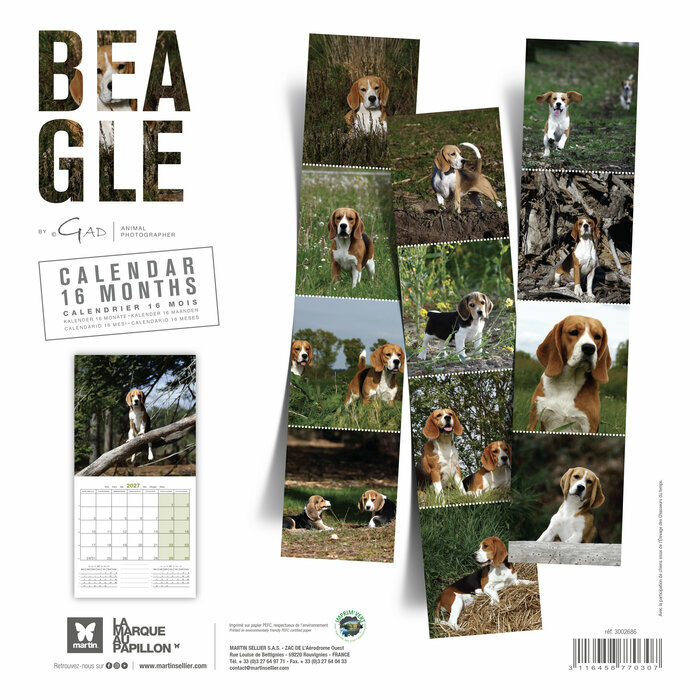 Calendrier 2027 Chien Beagle Chasse Calendrier Mural 2027 Chien Beagle