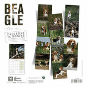 Calendrier 2027 Chien Beagle Chasse Calendrier Mural 2027 Chien Beagle