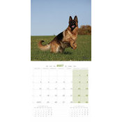 Calendrier 2027 Chien de Race Berger Allemand Calendrier BA 2027 Chien Berger Allemand