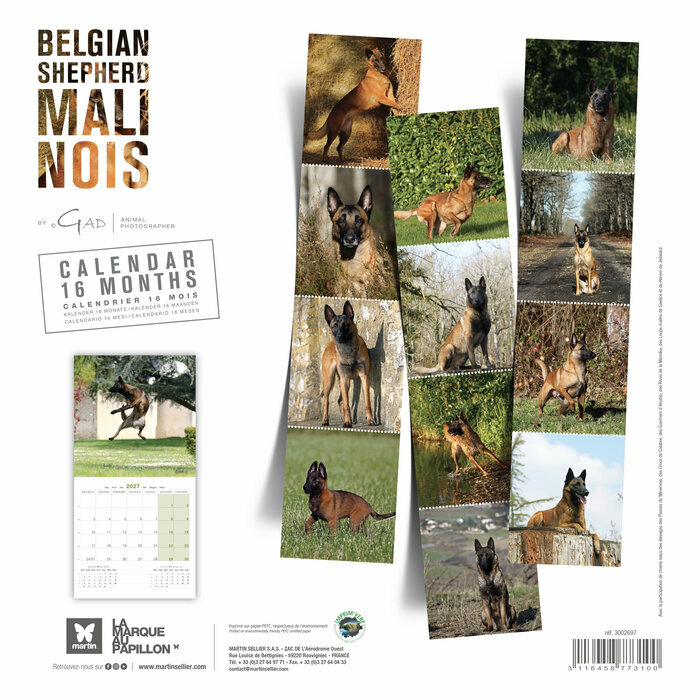 Calendrier 2027 Chien Berger Belge Malinois Calendrier 2027 Chien Berger Belge Malinois