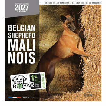 Calendrier 2027 Chien Berger Belge Malinois