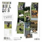 Calendrier 2027 Chien de Race Bouledogue Français Calendrier 2027 Chien Bouledogue Français Toutes Couleurs