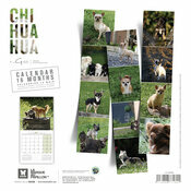 Calendrier Mural 2027 Chien Chihuahua