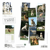 Calendrier 2027 Chien Golden Retriever