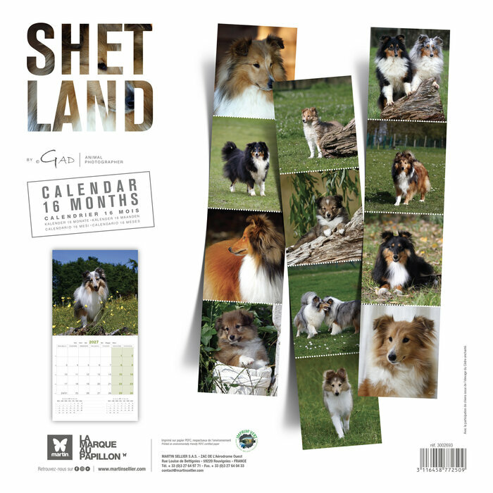 Calendrier 2027 Chien Berger des  Shetland