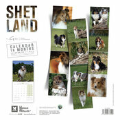 Calendrier 2027 Chien Berger des  Shetland