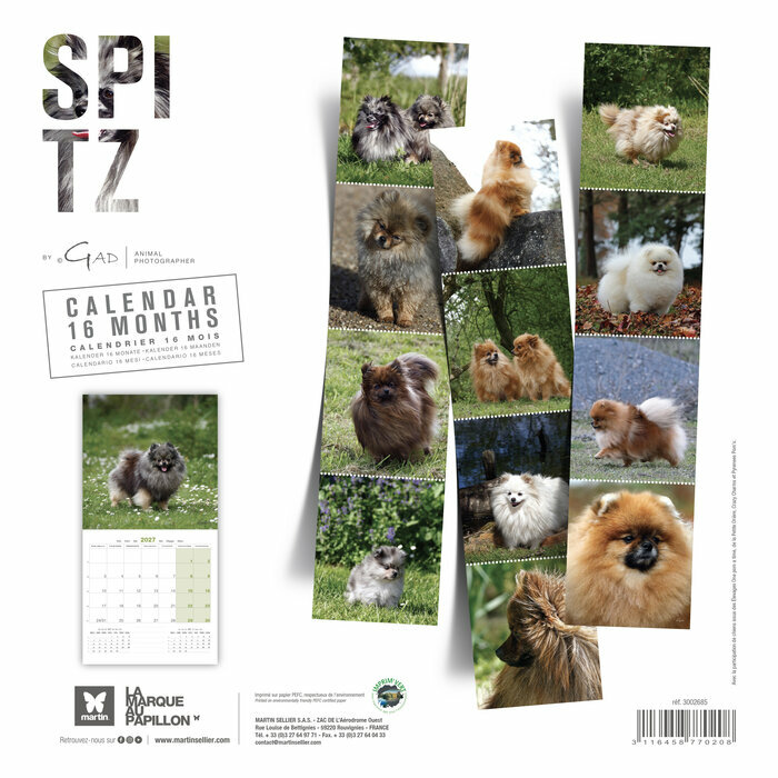 Calendrier 2027 Pomeranian Chien Spitz nain