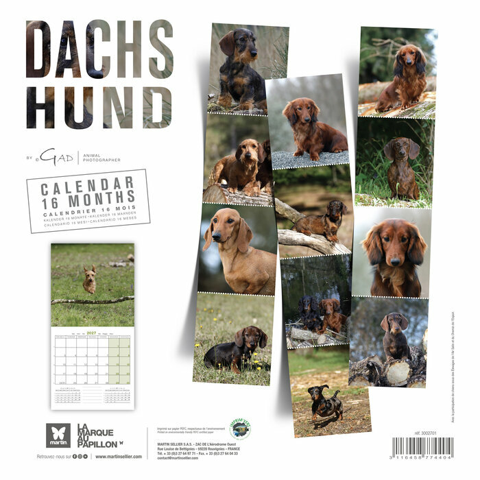 Calendrier 2027 Chien Teckels tous poils