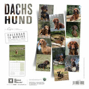 Calendrier 2027 Chien Teckels tous poils
