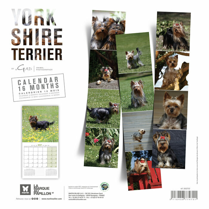 Calendrier 2027 York Chien Yorkshire terrier