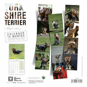 Calendrier 2027 York Chien Yorkshire terrier