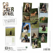 Calendrier 2027 Chien Cocker Anglais Spaniel Calendrier 2027 York Chien Cocker Anglais Spaniel