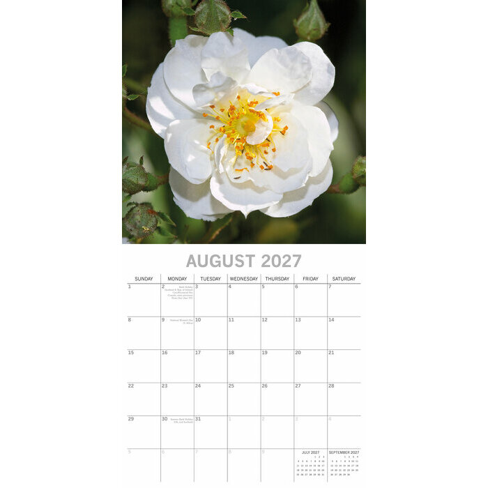 Calendrier 2027 Roses et Boutons de Rose Calendrier papier 2027 Roses et Boutons de Rose