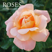 Calendrier 2027 Roses et Boutons de Rose Calendrier Mural 2027 Roses et Boutons de Rose