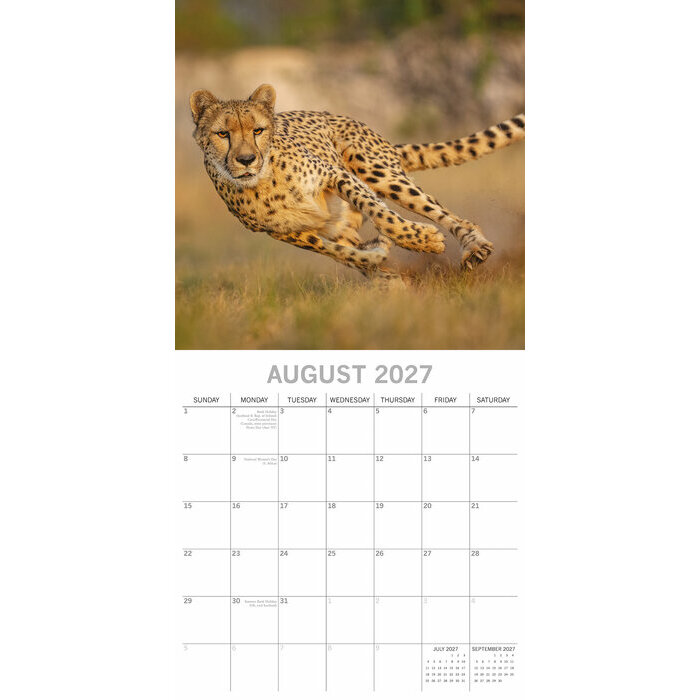 Calendrier papier 2027 Safari Animaux Sauvages