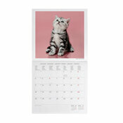 Calendrier 2027 Chatons B�b�s