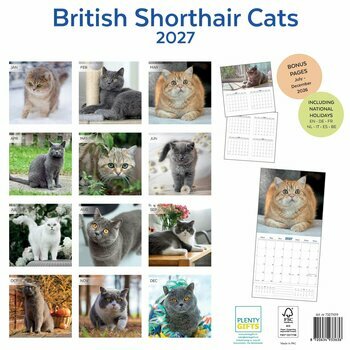 Calendrier 2027 British Shorthair Chats de Race