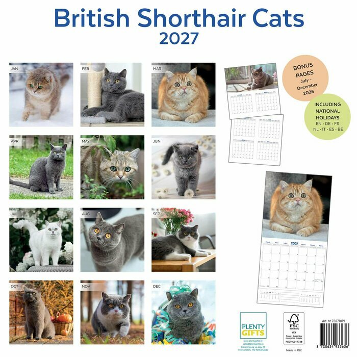 Calendrier 2027 British Shorthair Chats de Race Calendrier Papier 2027 British Shorthair Chats de Race