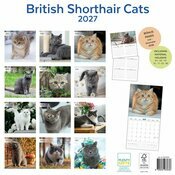 Calendrier 2027 British Shorthair Chats de Race Calendrier Papier 2027 British Shorthair Chats de Race