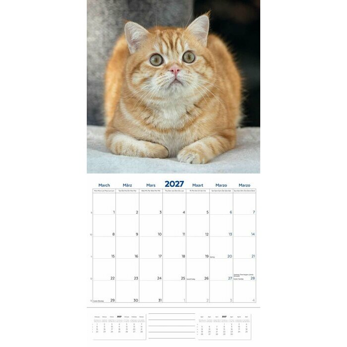 Calendrier 2027 British Shorthair Chats de Race Calendrier 2027 British Shorthair Chats de Race