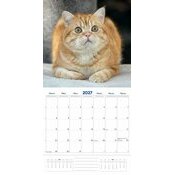 Calendrier 2027 British Shorthair Chats de Race Calendrier 2027 British Shorthair Chats de Race