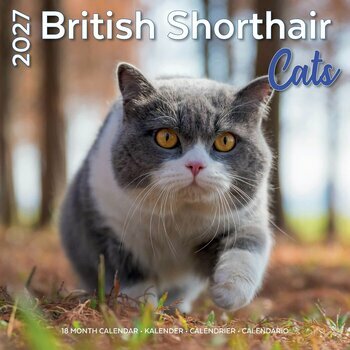 Calendrier 2027 British Shorthair Chats de Race