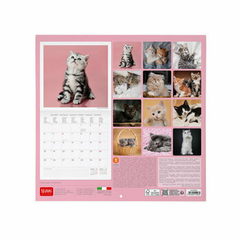 Mini Calendrier 2027 Chatons B&eacute;b&eacute;s