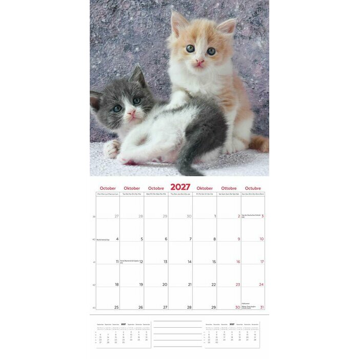 Calendrier 2027 Amour des Chatons 