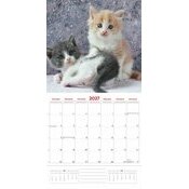 Calendrier 2027 Amour des Chatons 