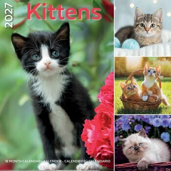 Calendrier 2027 Amour des Chatons 