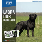 Calendrier 2027 Chien Labrador Retriever Calendrier Mural 2027 Chien Labrador Retriever