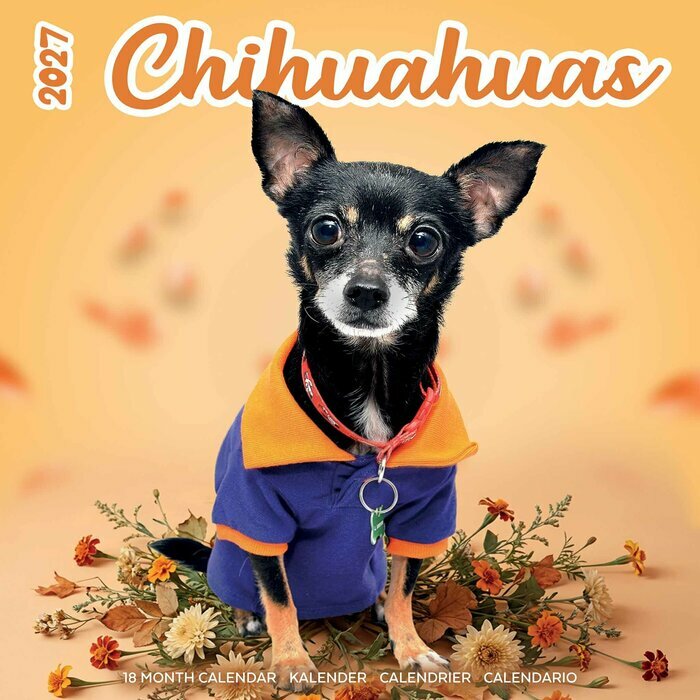 Calendrier 2027 Chihuahua Fun Studio Calendrier Mural 2027 Chihuahua Fun Studio