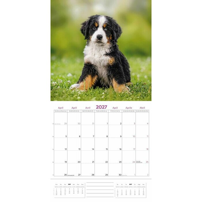 Calendrier 2027 Race Bouvier Bernois