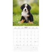 Calendrier 2027 Race Bouvier Bernois