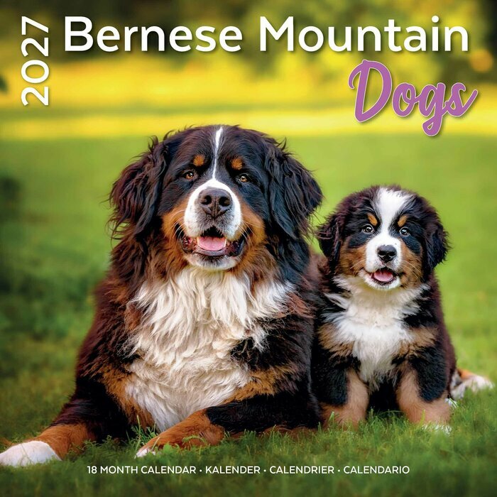 Calendrier mural 2027 Race Bouvier Bernois