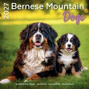 Calendrier mural 2027 Race Bouvier Bernois