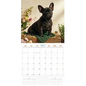 Calendrier 2027 Bouledogue Fran�ais Fun Studio