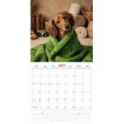 Calendrier 2027 Teckels Fun Studio Calendrier 2027 Teckels Fun Studio