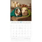 Calendrier 2027 Cochon d'Inde Fun Studio