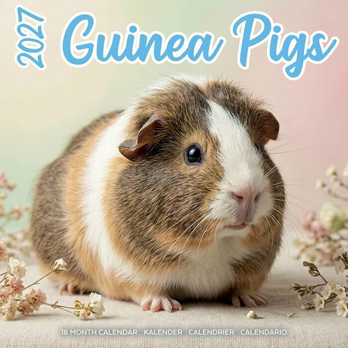 Calendrier Mural 2027 Cochon d'Inde Fun Studio
