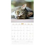 Calendrier 2027 Amour des Chats Passion Calendrier 2027 Amour des Chats Passion