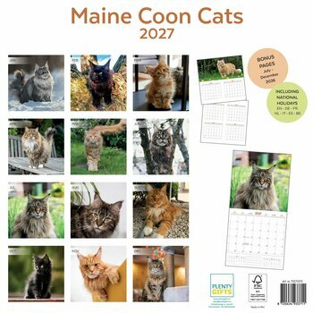 Calendrier 2027 Maine Coon Chats de Race