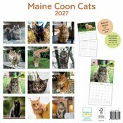 Calendrier 2027 Maine Coon Chats de Race Calendrier papier 2027 Maine Coon Chats de Race