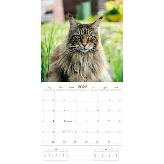 Calendrier 2027 Maine Coon Chats de Race Calendrier 2027 Maine Coon Chats de Race