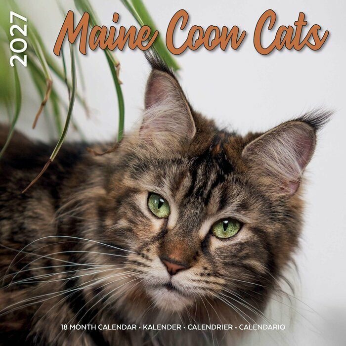 Calendrier 2027 Maine Coon Chats de Race Calendrier mural 2027 Maine Coon Chats de Race